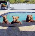 A Maddie e seus dois filhotes adoram passar o tempo na piscina de Brian Gordon e Ricardo Martínez Foto: @poolbearlife / BBC News Brasil
