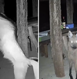 Lobo-guará é flagrado comendo arroz de panela em chácara em Goiás.   Foto: Reprodução/ TV Anhanguera 
