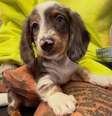 Imagens do novo cachorro da família de Bruna Biancardi e Neymar - Foto: Reprodução/Instagram / Jogada10