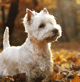 A relação dos escoceses com os cachorros atravessa séculos e está ligada principalmente à vida rural Foto: naten | Shutterstock / Portal EdiCase
