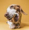 Se o cachorro lambe muito as patas, fique atento a estes sinais  Foto: Freepik
