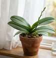 Depois de um ciclo intenso de floração, a Phalaenopsis entra em uma fase de repouso vegetativo onde prioriza o fortalecimento de suas raízes e folhas Foto: Imagem gerada por inteligência artificial / Catraca Livre