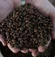 O cafeicultor Lucas Venturim segura grãos de café robusta na loja de sua fazenda em São Domingos do Norte, no estado do Espírito Santo, Brasil, em 23 de setembro de 2025. REUTERS/Alexandre Meneghini  Foto: Reuters