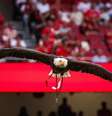 Águia Vitória sobrevoa o Estádio da Luz antes de todas as partidas do Benfica - Foto: Divulgação/SL Benfica / Jogada10