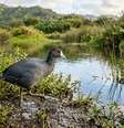 As raízes densas do mangue vermelho bloqueiam canais fluviais e destroem habitats essenciais para a fauna aquática nativa. Foto: Imagem gerada por IA / Catraca Livre