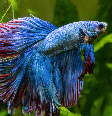 Embora seja considerado resistente, o peixe betta precisa de condições adequadas de ambiente, temperatura e alimentação para viver com saúde Foto: Artem Stepanov | Shutterstock / Portal EdiCase