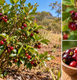 Pequena e parecida com uma cereja tradicional, a cereja-do-cerrado tem características próprias. Veja como é a fruta, qual seu sabor e onde ocorre.  Foto: Imagem gerada por inteligência artificial / Catraca Livre