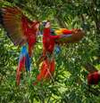 Duas araracangas, ou araras-vermelhas-pequenas, se bicando na floresta, com uma terceira observando do galho de uma árvore  Foto: Getty Images / BBC News Brasil