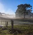 Araucária em paisagem rural de inverno em Pinhão (PR); El Niño deve intensificar a atuação de massas de ar frio no Sul do país durante a primavera  Foto: Getty Images / BBC News Brasil