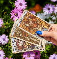 A primavera será um período de renovação, movimento e abertura para novos ciclos Foto: Goodwin Mallorca | Shutterstock / Portal EdiCase
