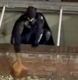 Homem vestido de Batman persegue ladrão e recupera bolsa roubada na Inglaterra  Foto: Reprodução 