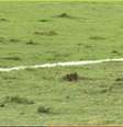 Gramado do Estádio Queensland Country Bank, em Townsville, onde Brasil e Austrália se enfrentam nesta sexta-feira, 25  Foto: Reprodução/GETV