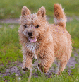O norwich terrier tem pernas curtas, corpo compacto e é cheio de disposição Foto: zvery | Shutterstock / Portal EdiCase