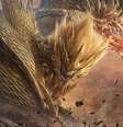 Monster Hunter Outlanders ganha novo trailer e chega em outubro para dispositivos móveis  Foto: Divulgação / Garena