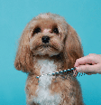 É importante tomar cuidado ao tentar desfazer um nó na pelagem do cachorro Foto: New África | Shutterstock / Portal EdiCase