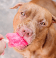 Os sorvetes naturais são uma opção deliciosa para refrescar os pets e podem ser preparados de acordo com suas necessidades nutricionais Foto: SvetikovaV | Shutterstock / Portal EdiCase