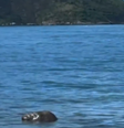 Elefante-marinho foi avistado de Copacabana e Icaraí, no Rio de Janeiro  Foto: Reprodução/TV Globo