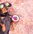 Em dias quentes, algumas bebidas ajudam a estimular a hidratação dos pets Foto: Masarik | Shutterstock / Portal EdiCase