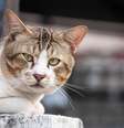 A partir de que idade o gato é considerado idoso? Foto: Canva Equipes/Visut Thepkunhanimit's Images / Bons Fluidos