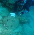Os mergulhadores encontraram três âncoras de pedra, parte dos itens de reserva que os navios levavam em viagens longas Foto: Hakan Öniz / BBC News Brasil