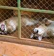 Filhotes de onça-parda descansam --e lembram quem é que manda no pedaço-- no recinto em São José do Rio Preto (SP); animais foram transferidos para Garça (SP)  Foto: Marcos Morelli / Prefeitura de São José do Rio Preto