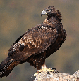 Encontrada em diferentes regiões do Hemisfério Norte, a águia-real possui asas largas, garras fortes e visão apurada, características que favorecem a caça Foto: alberto clemares exposito | Shutterstock / Portal EdiCase