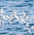 Tecnologia desenvolvida no Reino Unido combina boia giratória e pipa para afastar aves mergulhadoras das redes de pesca  Foto: LookAod/Canva / Bons Fluidos