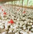 Suspensão também inclui aves vivas e ovos férteis após detecção da doença em uma granja comercial Foto: Waldemar Padovani/Estadão / Estadão