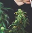 Uso combinado de cannabis e tabaco pode aumentar o risco de psicose Foto: LittleIvan/Evanto / Boa Saúde