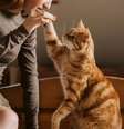 Pesquisa da Packaged Facts revela que gatos filhotes superam cães nos lares dos EUA em 2026. Entenda os motivos por trás dessa mudança histórica Foto: Canva Equipes/Vlada Karpovich de corelens / Bons Fluidos
