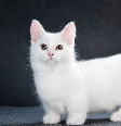 A aparência peculiar do munchkin é resultado de uma mutação genética natural Foto: MDavidova | Shutterstock / Portal EdiCase