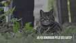 Gatos podem ignorar seus donos de propósito