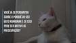 Entenda o motivo de gatos ronronarem