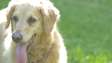 Hipertermia em pets: veja como prevenir, reconhecer e tratar