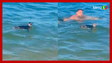 Pinguim surpreende e nada próximo a banhistas em praia no RJ