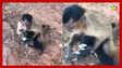 Macaco aterroriza moradores com 'sequestros' de filhotes de gato e cachorro no Piauí