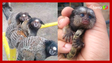 Homem viraliza ao encontrar filhote de macaco e devolver para os pais