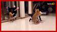 Homem tenta fugir de tigre em mansão em Dubai e cena gera revolta na web