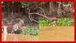 Onça é flagrada caçando jacaré no Pantanal, e vídeo viraliza nas redes sociais