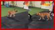 Cachorro viraliza ao 'invadir' e participar de aula de dança no Espírito Santo