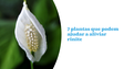 7 plantas que podem ajudar a aliviar rinite