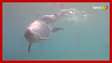 Vídeo mostra nascimento de golfinho no Havaí e cena viraliza