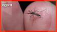 Mentiras sobre a dengue são desdobramentos da campanha de fake news da covid, diz editor do Comprova
