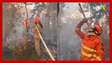 Brigadistas se unem para salvar ninho de tuiuiús de incêndio no Pantanal