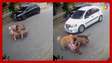 Grávida tenta proteger cachorro de ataque de cães no litoral de SP