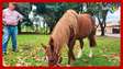Por onde anda o cavalo Caramelo, símbolo das enchentes do Rio Grande do Sul