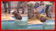 Capivara é resgatada após ser flagrada tomando banho em piscina no RJ