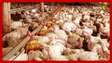 Gripe aviária: China, Argentina e União Europeia suspendem importação de carne de frango do Brasil