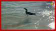 Pinguim é visto em praia da Zona Sul do Rio de Janeiro