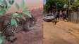 Onça-pintada é capturada após invadir casa em distrito de Porto Velho (RO)
